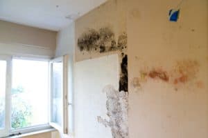Damp and Mould Problems London